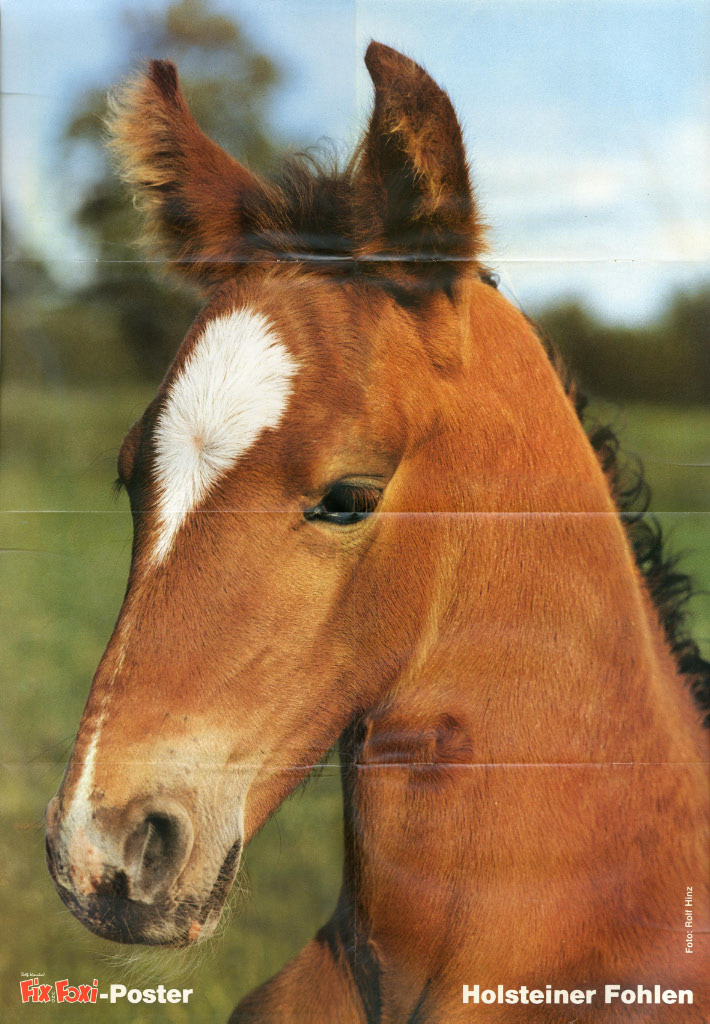 Beilage FFSH 1982-16.jpg