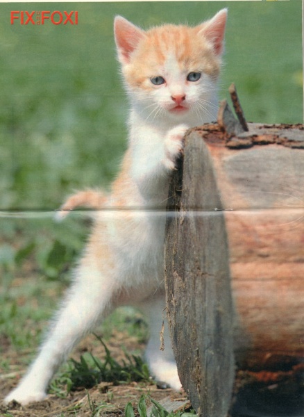 Datei:1993-24 Tierposter.jpg
