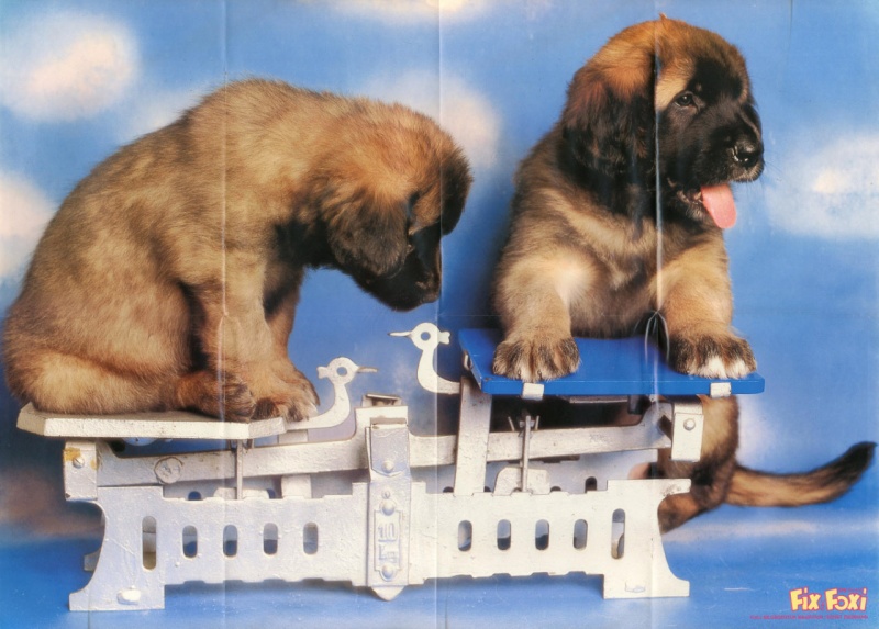 Datei:Beilage FF 1989-07.jpg