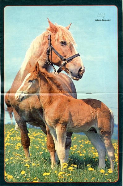 Datei:Poster Melanie 1975-52.jpg