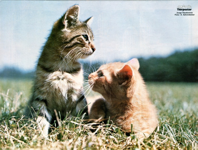 Datei:Poster Melanie 1976-34.jpg