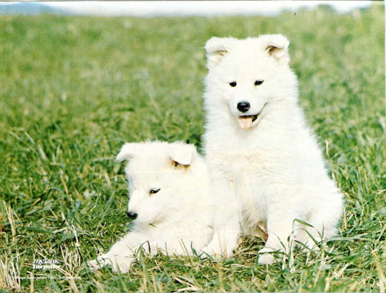 Datei:Poster Melanie 1976-37.jpg