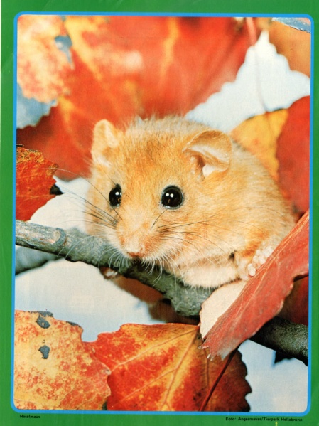 Datei:Poster Melanie 1976-38.jpg