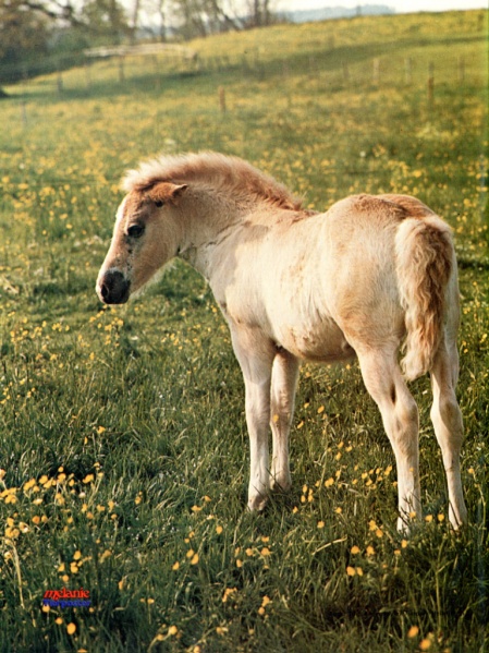 Datei:Poster Melanie 1976-40.jpg