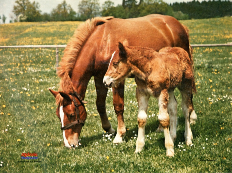 Datei:Poster Melanie 1976-45.jpg