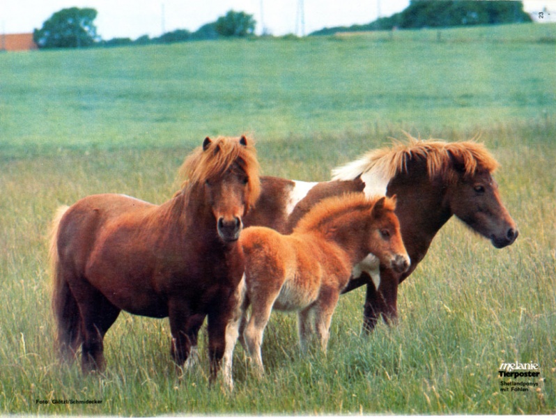 Datei:Poster Melanie 1977-02.jpg